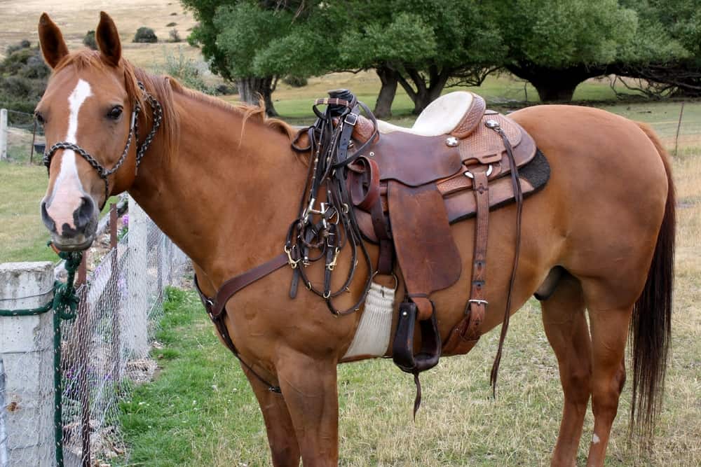 Weatherbeeta Shop -Weatherbeeta Shop Pricing of Horse Saddles
